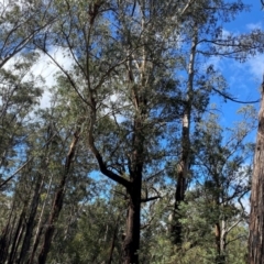 Eucalyptus delegatensis subsp. delegatensis at Namadgi National Park - 4 Dec 2023