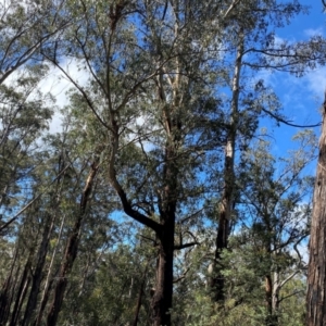 Eucalyptus delegatensis subsp. delegatensis at Namadgi National Park - 4 Dec 2023