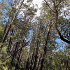 Eucalyptus delegatensis subsp. delegatensis at Namadgi National Park - 4 Dec 2023