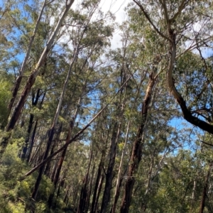 Eucalyptus delegatensis subsp. delegatensis at Namadgi National Park - 4 Dec 2023