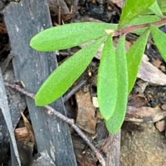 Persoonia subvelutina at Cotter River, ACT - 3 Dec 2023 by Tapirlord