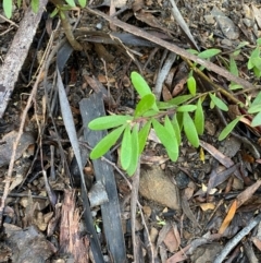 Persoonia subvelutina at Namadgi National Park - 4 Dec 2023 10:07 AM