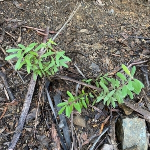 Persoonia subvelutina at Namadgi National Park - 4 Dec 2023 10:07 AM