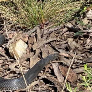 Austrelaps ramsayi at Namadgi National Park - 4 Dec 2023