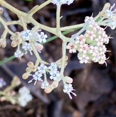 Astrotricha ledifolia (Common Star-hair) at Cotter River, ACT - 3 Dec 2023 by Tapirlord