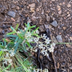 Astrotricha ledifolia at Namadgi National Park - 4 Dec 2023