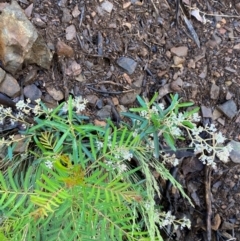 Astrotricha ledifolia at Namadgi National Park - 4 Dec 2023