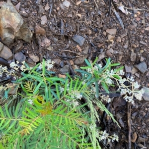 Astrotricha ledifolia at Namadgi National Park - 4 Dec 2023