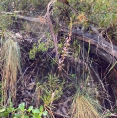 Stylidium armeria subsp. armeria (Trigger Plant) at Cotter River, ACT - 3 Dec 2023 by Tapirlord