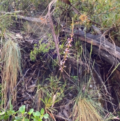 Stylidium armeria subsp. armeria (Trigger Plant) at Cotter River, ACT - 3 Dec 2023 by Tapirlord