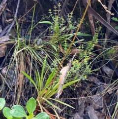 Stylidium armeria subsp. armeria at Namadgi National Park - 4 Dec 2023