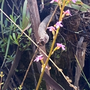 Stylidium armeria subsp. armeria at Namadgi National Park - 4 Dec 2023