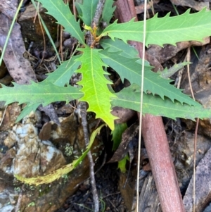 Lomatia myricoides at Namadgi National Park - 4 Dec 2023