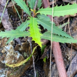 Lomatia myricoides at Namadgi National Park - 4 Dec 2023 10:00 AM