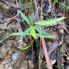 Lomatia myricoides at Namadgi National Park - 4 Dec 2023