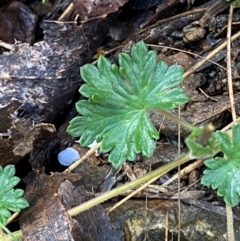 Geranium potentilloides var. potentilloides (Downy Geranium) at Cotter River, ACT - 3 Dec 2023 by Tapirlord