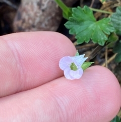 Geranium potentilloides var. potentilloides at Namadgi National Park - 4 Dec 2023