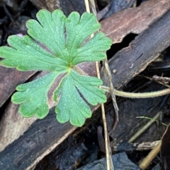 Geranium potentilloides var. potentilloides at Namadgi National Park - 4 Dec 2023