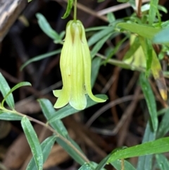 Billardiera macrantha (Mountain Appleberry) at Namadgi National Park - 3 Dec 2023 by Tapirlord