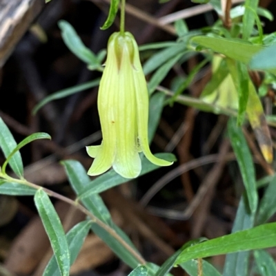 Billardiera macrantha (Mountain Appleberry) at Cotter River, ACT - 3 Dec 2023 by Tapirlord