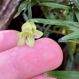 Billardiera macrantha at Namadgi National Park - 4 Dec 2023 09:57 AM