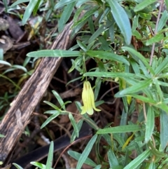 Billardiera macrantha at Namadgi National Park - 4 Dec 2023