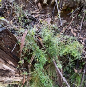 Billardiera macrantha at Namadgi National Park - 4 Dec 2023