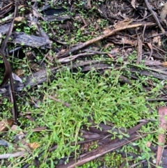 Myosotis australis at Namadgi National Park - 4 Dec 2023