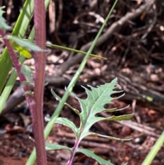 Arrhenechthites mixtus (Purple Fireweed) at Namadgi National Park - 4 Dec 2023 by Tapirlord