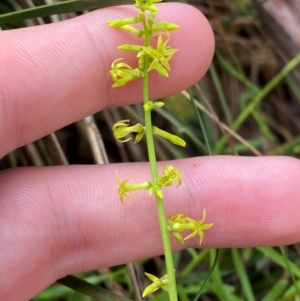 Stackhousia viminea at Namadgi National Park - 4 Dec 2023