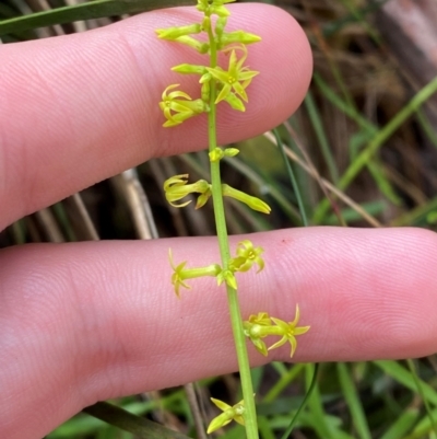 Stackhousia viminea (Slender Stackhousia) at Namadgi National Park - 4 Dec 2023 by Tapirlord