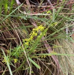 Stackhousia viminea at Namadgi National Park - 4 Dec 2023