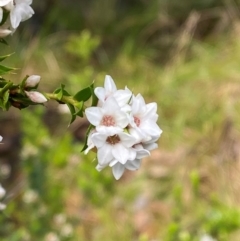 Epacris breviflora (Drumstick Heath) at Cotter River, ACT - 3 Dec 2023 by Tapirlord