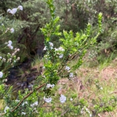 Epacris breviflora at Namadgi National Park - 4 Dec 2023