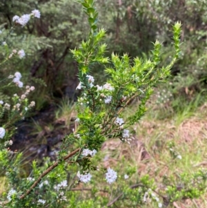 Epacris breviflora at Namadgi National Park - 4 Dec 2023 09:47 AM