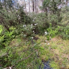 Epacris breviflora at Namadgi National Park - 4 Dec 2023 09:47 AM