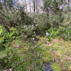 Epacris breviflora at Namadgi National Park - 4 Dec 2023