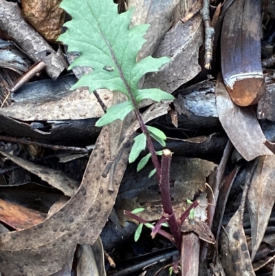 Arrhenechthites mixtus (Purple Fireweed) at Cotter River, ACT - 3 Dec 2023 by Tapirlord