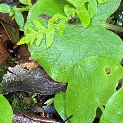 Corysanthes sp. (A Helmet Orchid) at Namadgi National Park - 3 Dec 2023 by Tapirlord