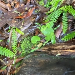 Corysanthes sp. at suppressed - 4 Dec 2023