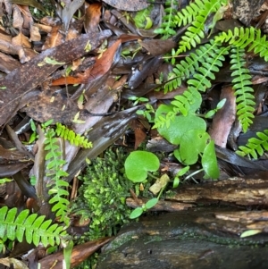 Corysanthes sp. at suppressed - suppressed