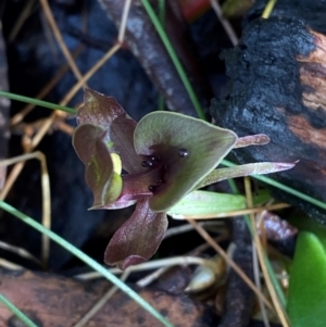 Chiloglottis valida at Namadgi National Park - 4 Dec 2023