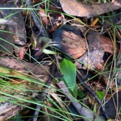 Chiloglottis valida at Namadgi National Park - 4 Dec 2023