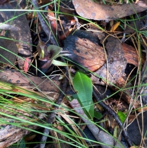 Chiloglottis valida at Namadgi National Park - 4 Dec 2023