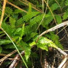 Blechnum penna-marina (Alpine Water Fern) at Cotter River, ACT - 3 Dec 2023 by Tapirlord