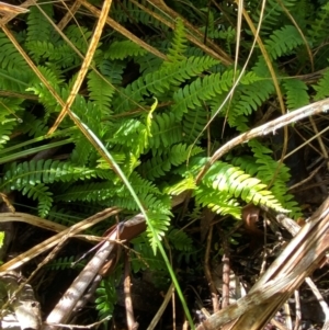 Blechnum penna-marina at Namadgi National Park - 4 Dec 2023 09:15 AM