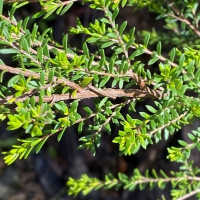 Baeckea utilis (Mountain Baeckea) at Namadgi National Park - 4 Dec 2023 by Tapirlord