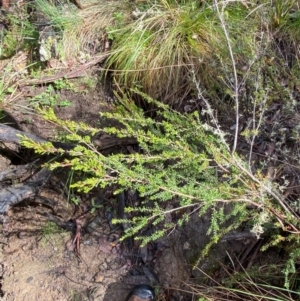 Baeckea utilis at Namadgi National Park - 4 Dec 2023