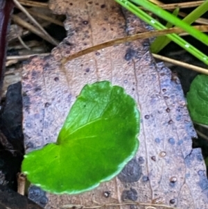Viola hederacea at Namadgi National Park - 4 Dec 2023
