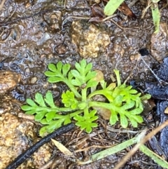 Leptinella filicula (Mountain Cotula) at Cotter River, ACT - 3 Dec 2023 by Tapirlord